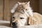 Unexpected companions a cat and dog prove that love knows no boundaries