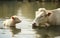 Unexpected Friendship: Cow and Sheep Enjoying the Pond