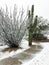 Unexpected photo of an Ocotillo and Saguaro cactus in the snow