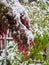 Unexpected snow in spring on plants in the garden