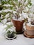 Unexpected snow in spring on plants in the garden