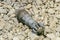 An unexploded mortar mine lying on the rocks. Clearance of unexploded shells after a battle in war