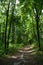 Unexplored path between tall trees with green foliage in the forest in summer day