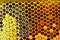 Unfinished honey in honeycombs