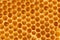 Unfinished honeycombs