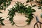 Unfinished mistletoe wreath and florist supplies on wooden table, flat lay. Traditional Christmas decor