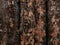 Unfinished pine board, cut, close-up, bark, knots, texture of bark wood use as natural background, old board, board with