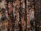 Unfinished pine board, cut, close-up, bark, knots, texture of bark wood use as natural background, old board, board with
