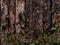 Unfinished Pine board with Green leaves, Natural Log Siding, Lodgepole Pine, Pine, Spruce or Aspen, cut, close-up, bark