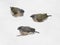 Unfledged Baby Finches