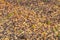 Unfocused abstract autumn colors blurred background space falling foliage on ground