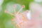 Unfocused blur flowers  background