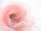 Unfocused blur pink rose, abstract romance background, pastel an