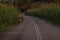 Unfocused female human silhouette walking along country side village old road between cereals field landmark