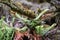 Unfocused forest floor with ferns and moss.