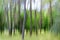 unfocused forest landscape. Created with the upward motion blur technique.