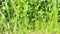 Unfocused green grass that sways in the wind. Blurred background of a lawn field.