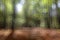 Unfocused nature background forest