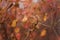 Unfocused shot of autumn red foliage in the forest. Abstract blurred background, fall colors concept