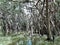 Unfocused view of banyan trees at Little Amazon in Phangnga Thailand