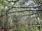 Unfocused view of banyan trees at Little Amazon in Phangnga Thailand