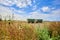 Unfocussed trailers on a harvested field in the surrounding countryside of Berlin, Germany. The focus lies on the plants