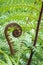 Unfolding New Zealand koru frond with blurred background and copy space