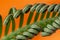 Unfolding of spiral leaf young green Cycas, palm tree, natural pattern on bright background