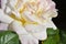 Unforgettable charming bud of a blossoming rose of tender white, cream color with a pink