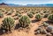 An unforgiving desert terrain with cracked ground and prickly cacti, enduring the relentless sun and scorching heat with