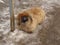 An unfortunate abandoned pug dog lies on frozen ground or in the snow. The dog does not have one eye. Long red hair and drooping