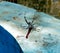 An unfortunate dragonfly trapped by a spider in the tropics