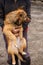 The unfortunate redheaded dog. Street dog in the hands of a woman.