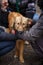 The unfortunate redheaded dog. Street dog in the hands of a woman.