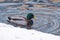 Unfrozen water and the edge of the snow Bank