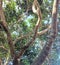 unfruitful rambutan tree branches under the blue sky