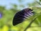 Unfurled Sweetscented Pigeonwings Flower