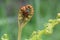 Unfurling bracken fern frond, brake fern or eagle fern, Pteridium aquilinum, uncoiling in spring, close-up, green background