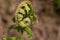 Unfurling bracken fern frond, brake fern or eagle fern, Pteridium aquilinum, uncurling on a natural brown background, closeup