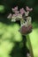 Unfurling Common Hogweed flowers, Heracleum sphondylium, Cow Parsnip, Eltrot, close up on a diffused green background