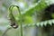 Unfurling Fern fiddlehead