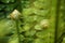 Unfurling fern fronds