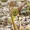 Unfurling fern shoot