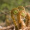 Unfurling fern shoots