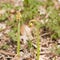 Unfurling fern shoots