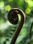 Unfurling Frond of Hapu`u Native Hawaiian Fern