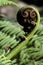 Unfurling frond of the Tree Fern