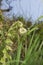 Unfurling green leaf of fern or bracken; opening in spring