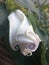 Unfurling Moon Flower Tropical White Morning Glory