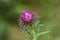 Unfurling Purple Aster Bud Close up with Soft Green Background - Horizontal